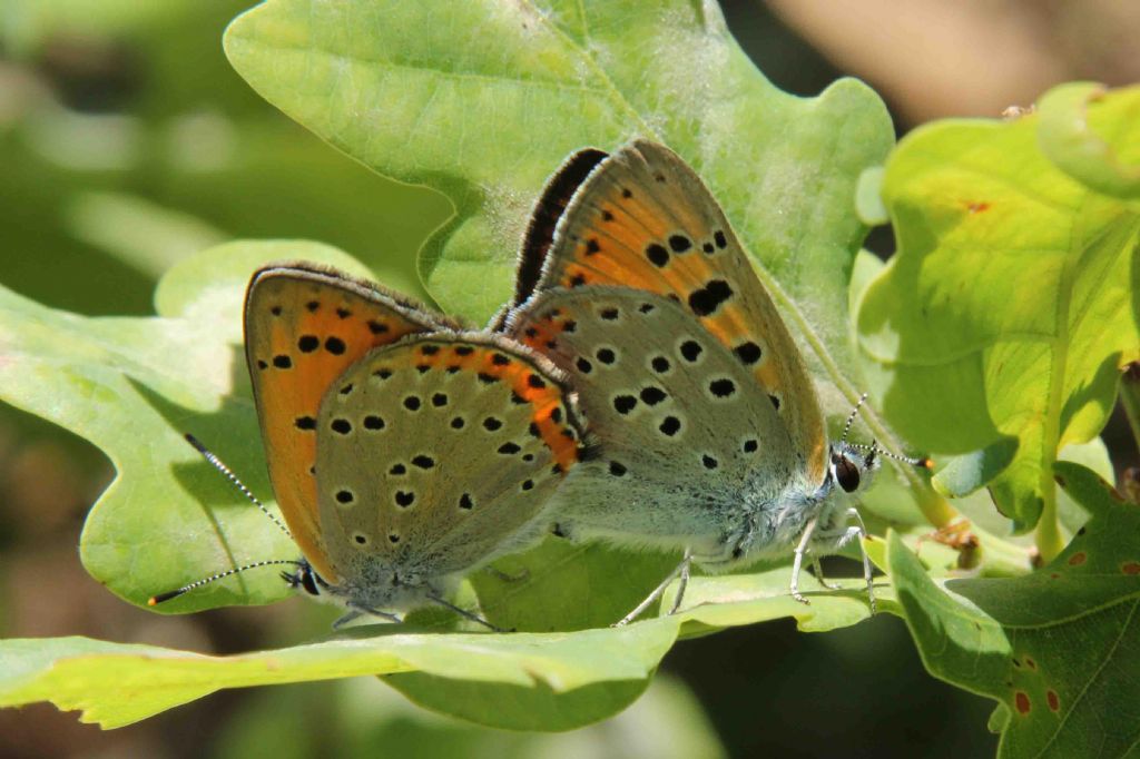 M e F  : foto di coppia